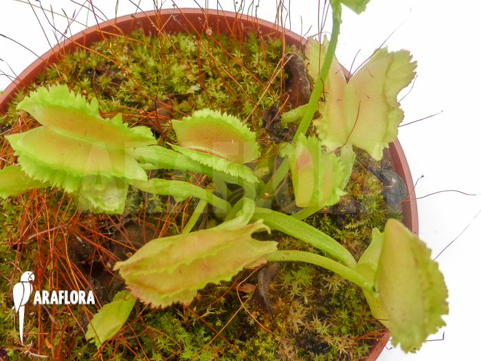 Dionaea muscipula &lsquo;Freaky Star&rsquo;