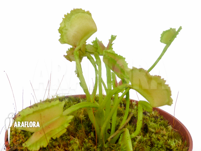 Dionaea muscipula &lsquo;Freaky Star&rsquo;