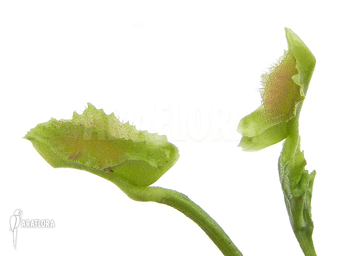 Dionaea muscipula &lsquo;Freaky Star&rsquo;