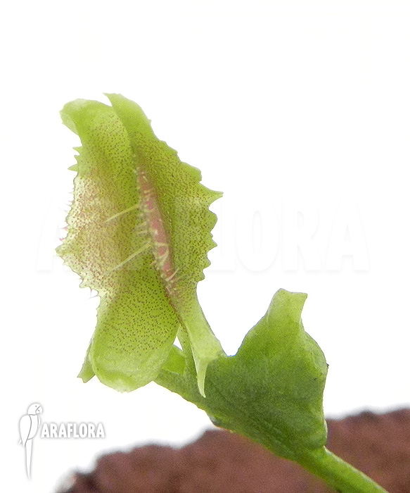Dionaea muscipula &lsquo;Freaky Star&rsquo;