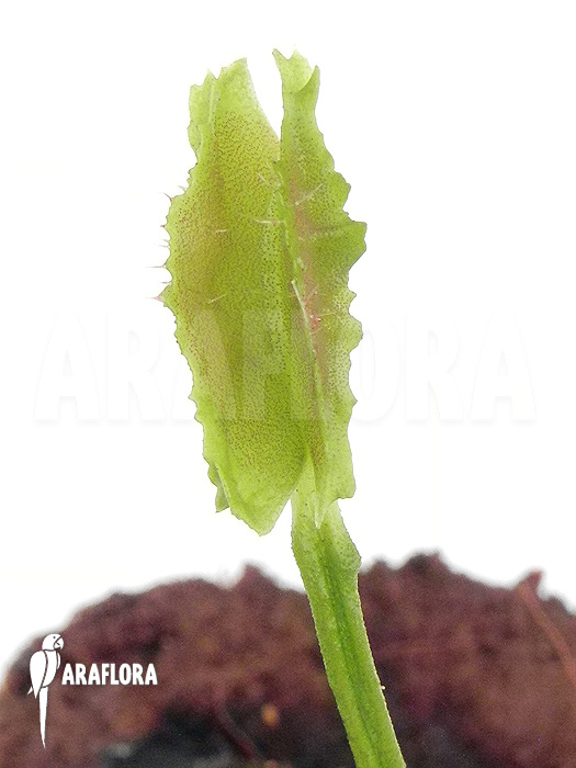 Dionaea muscipula &lsquo;Freaky Star&rsquo;