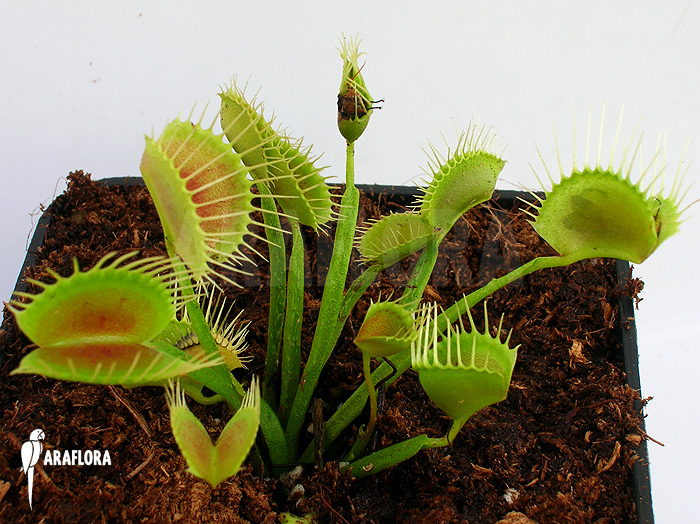 Dionaea muscipula &lsquo;Funnel trap&rsquo;
