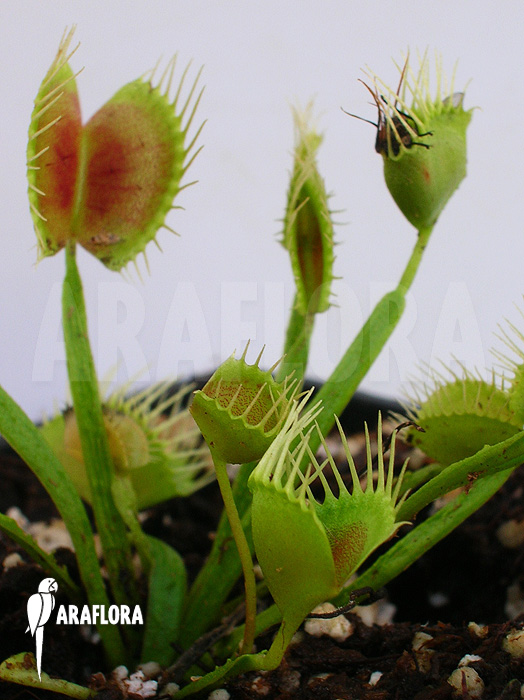 Dionaea muscipula &lsquo;Funnel trap&rsquo;