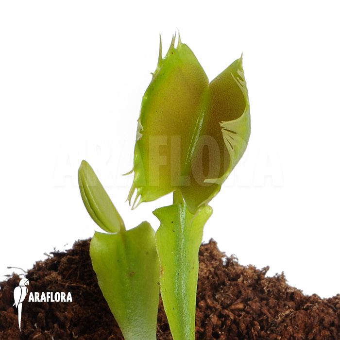 Dionaea muscipula &lsquo;Fused tooth&rsquo;