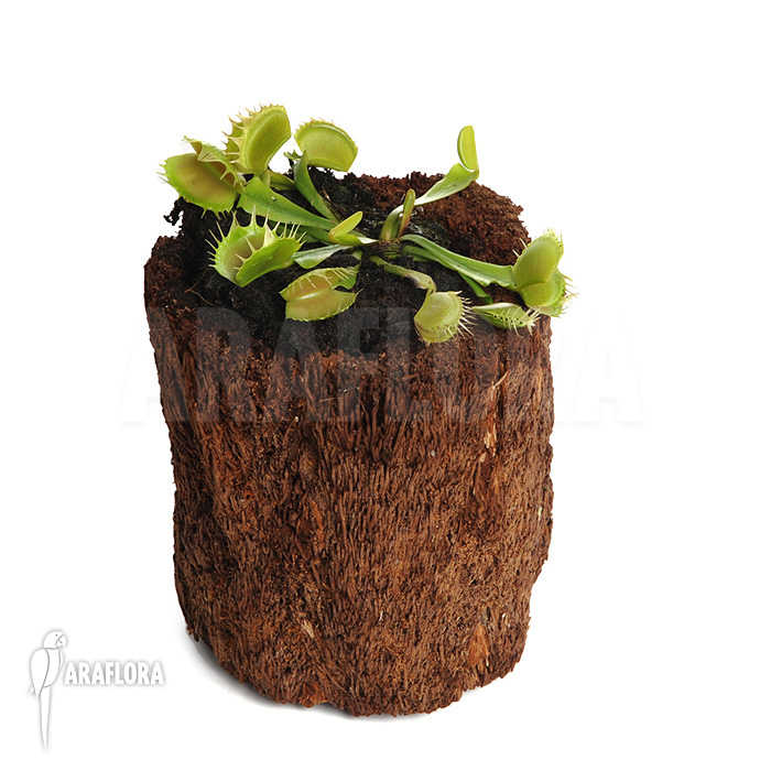 Dionaea muscipula &lsquo;Fused tooth&rsquo;