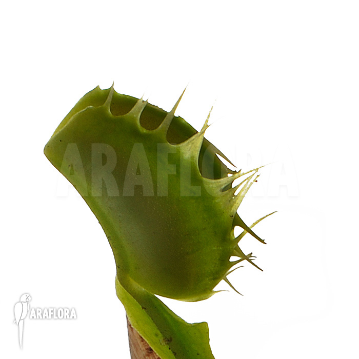 Dionaea muscipula &lsquo;Fused tooth&rsquo;