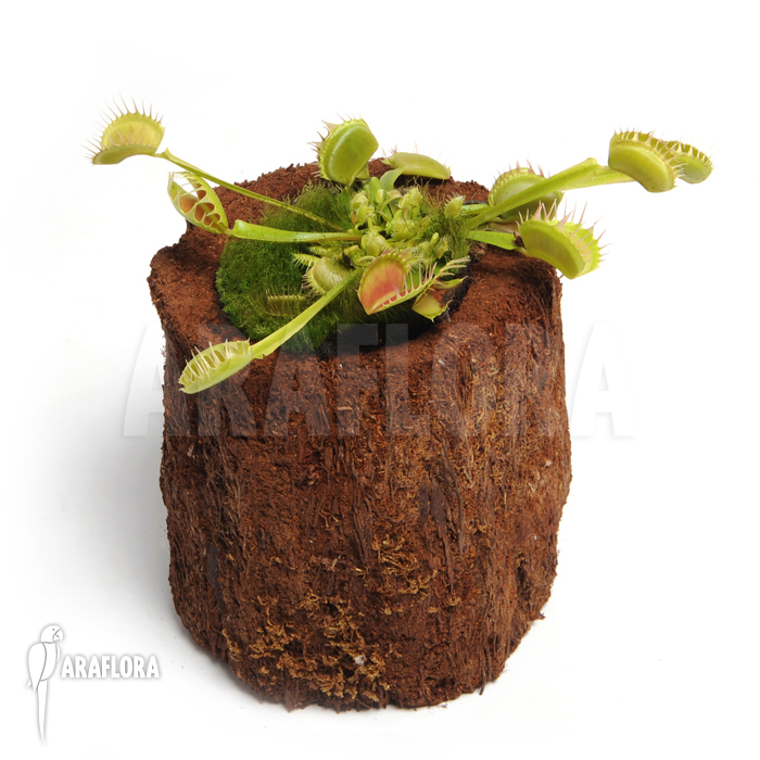 Dionaea muscipula &lsquo;Fuzed tooth B&rsquo;