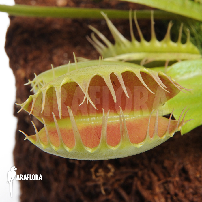 Dionaea muscipula &lsquo;Fuzed tooth B&rsquo;