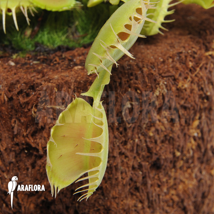 Dionaea muscipula &lsquo;Fuzed tooth B&rsquo;