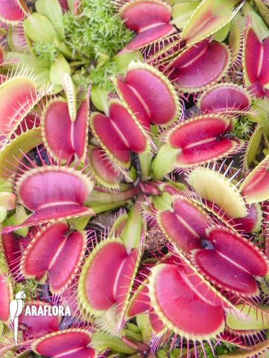 Dionaea muscipula  &lsquo;Fuzzy trap&rsquo;