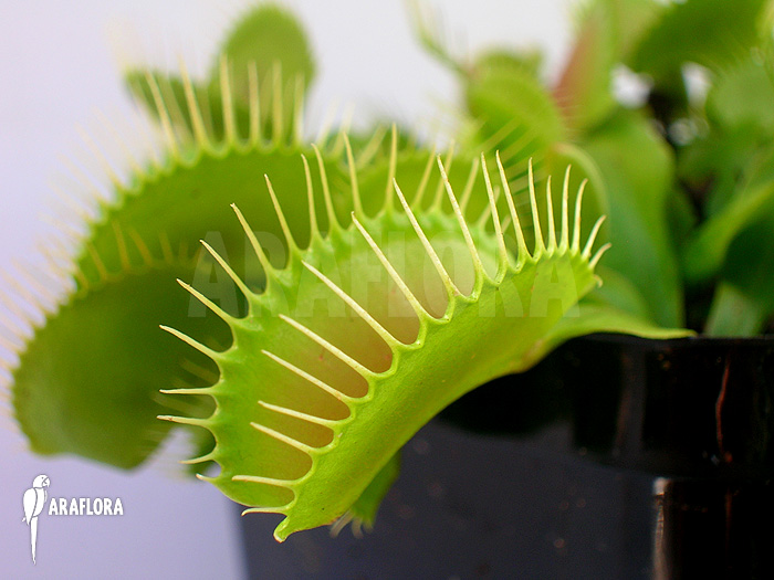 Dionaea muscipula &lsquo;G16 Slack&rsquo;S giant&rsquo;