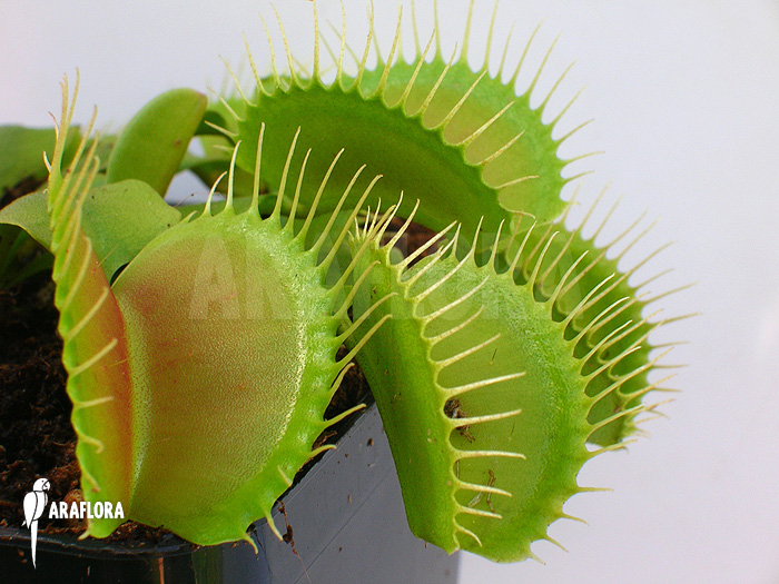 Dionaea muscipula &lsquo;G16 Slack&rsquo;S giant&rsquo;