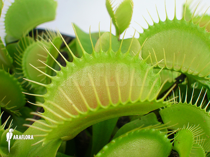 Dionaea muscipula &lsquo;G16 Slack&rsquo;S giant&rsquo;