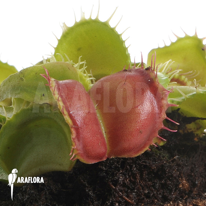 Dionaea muscipula &lsquo;Galaxy&rsquo;