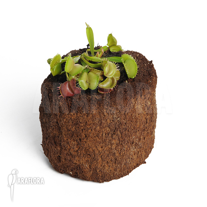 Dionaea muscipula &lsquo;Galaxy&rsquo;