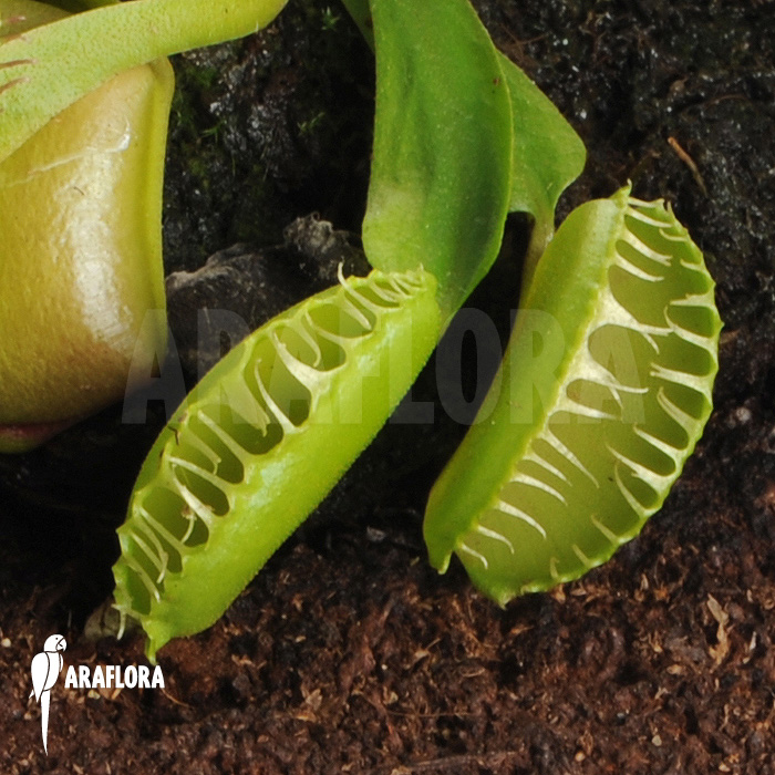 Dionaea muscipula &lsquo;Galaxy&rsquo;