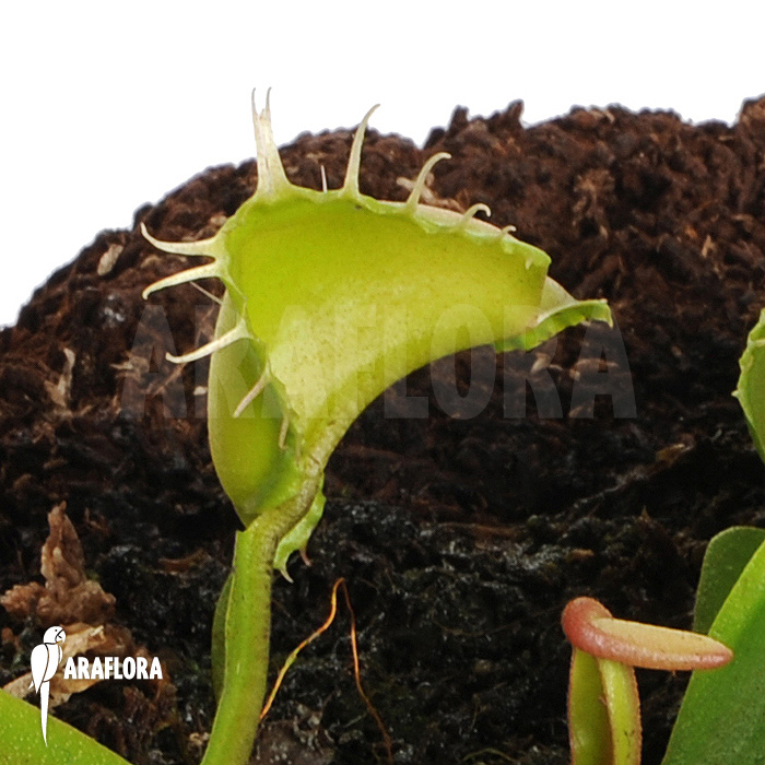 Dionaea muscipula &lsquo;Galaxy&rsquo;