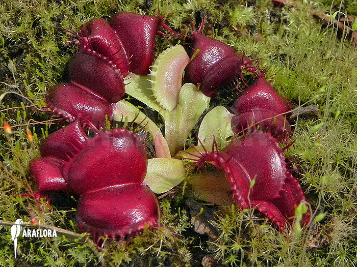 Dionaea muscipula &lsquo;Galaxy&rsquo;