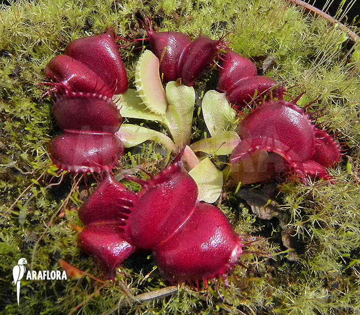 Dionaea muscipula &lsquo;Galaxy&rsquo; example no Starter