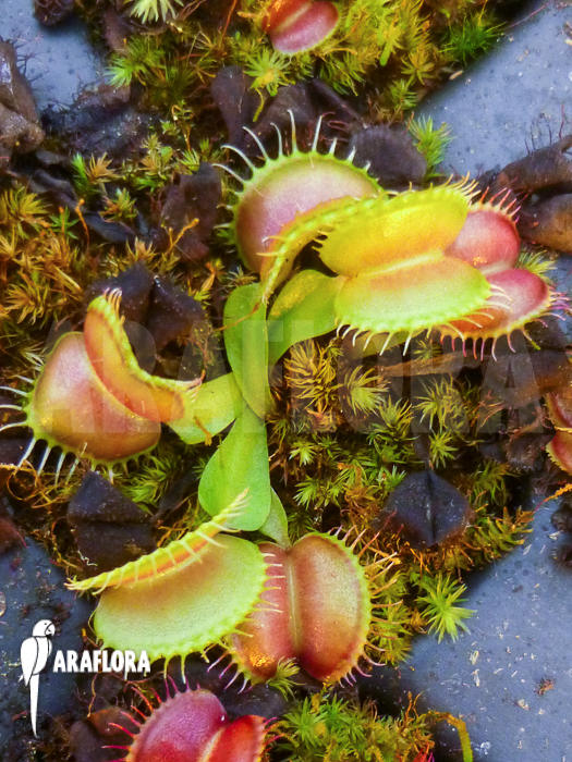 Dionaea muscipula &lsquo;Galaxy&rsquo; example no Starter