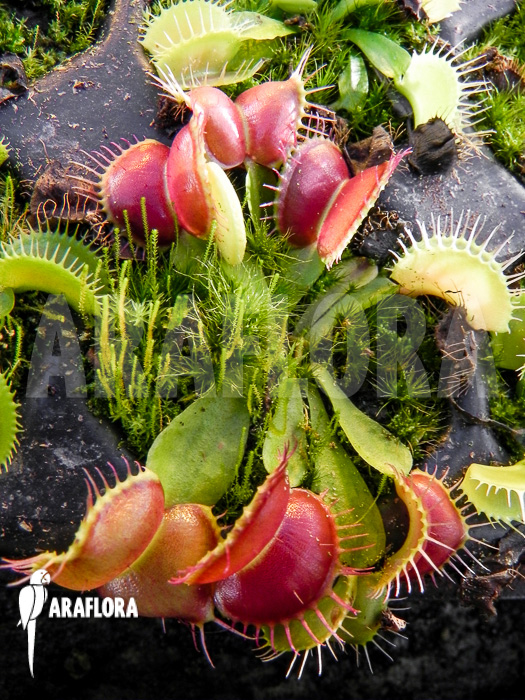 Dionaea muscipula &lsquo;Galaxy&rsquo; Starter