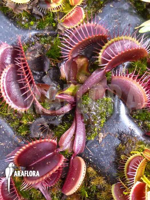 Dionaea muscipula Giant All Red
