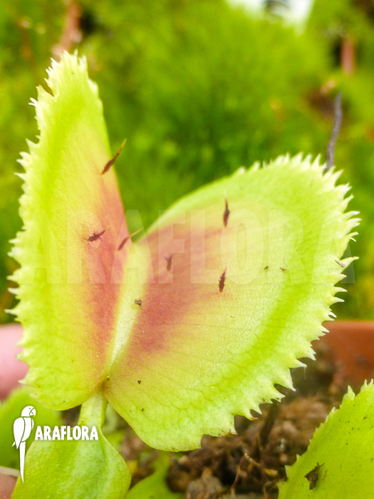 Dionaea muscipula Giant clam