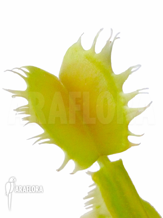 Dionaea muscipula Gogo