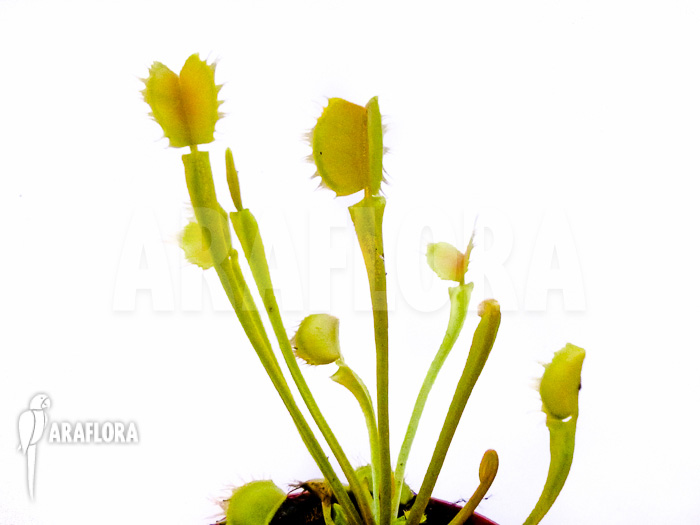 Dionaea muscipula Gogo