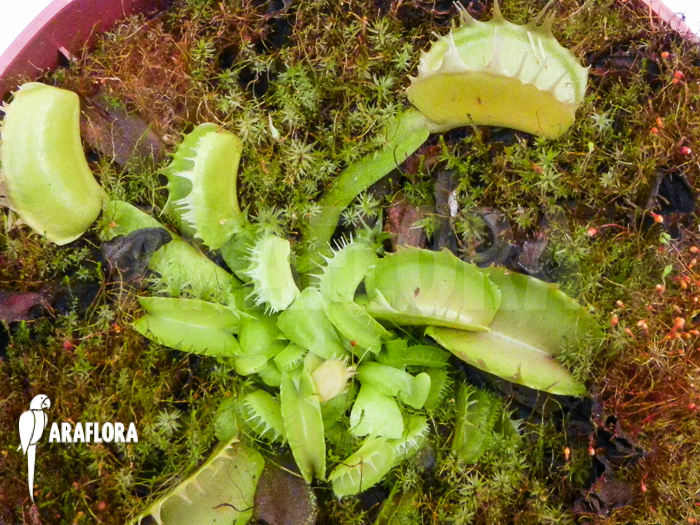 Dionaea muscipula Green dog