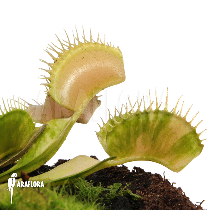 Dionaea muscipula &lsquo;Green snow&rsquo;