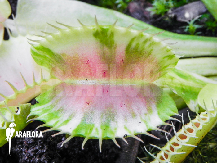 Dionaea muscipula &lsquo;Green snow&rsquo;
