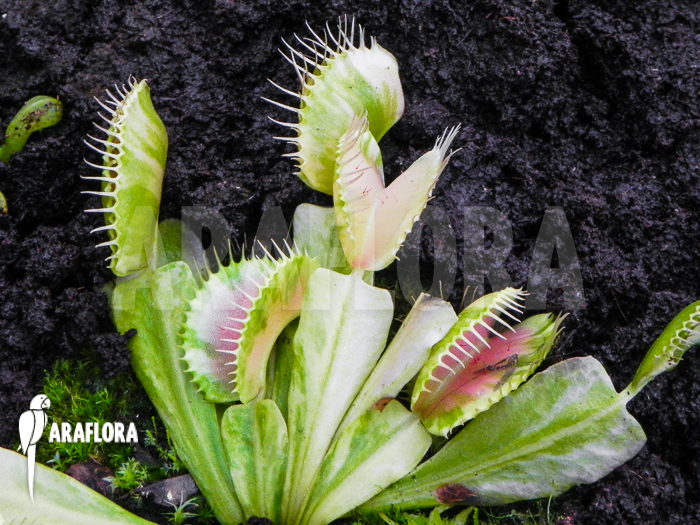 Dionaea muscipula &lsquo;Green snow&rsquo;