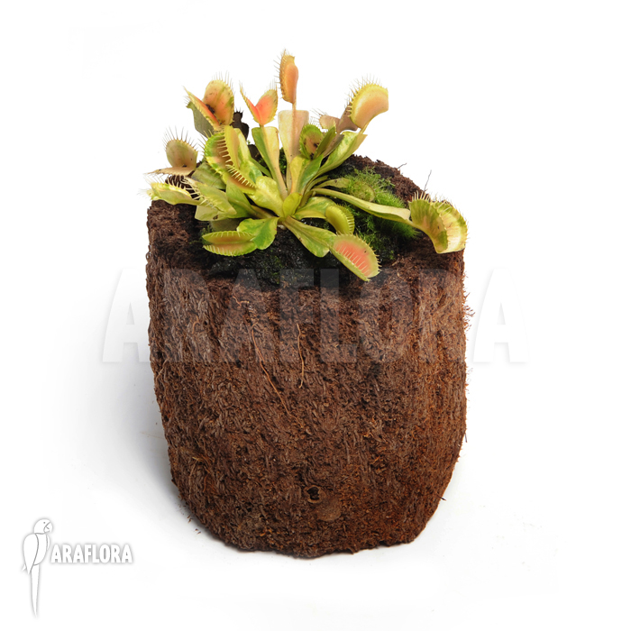 Dionaea muscipula &lsquo;Green snow&rsquo;