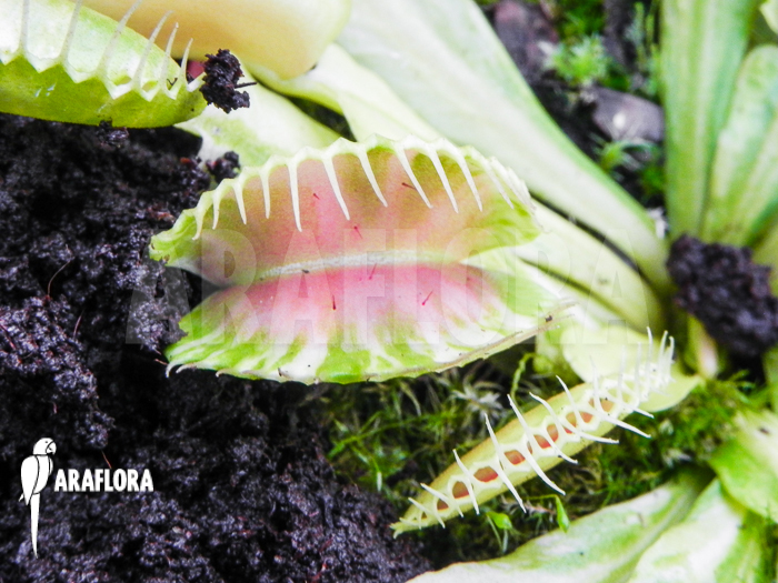 Dionaea muscipula &lsquo;Green snow&rsquo;