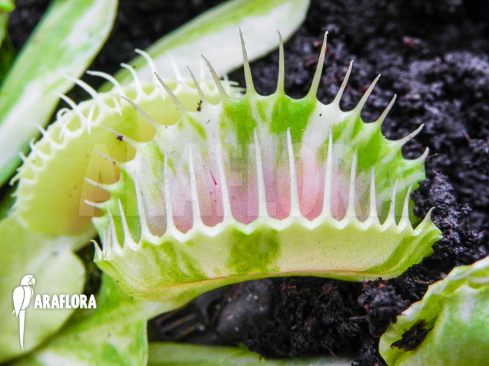 Dionaea muscipula &lsquo;Green snow&rsquo;