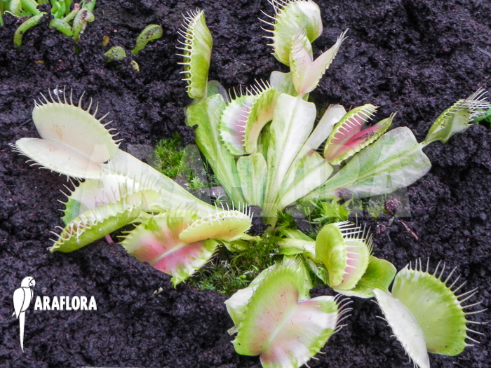 Dionaea muscipula &lsquo;Green snow&rsquo;