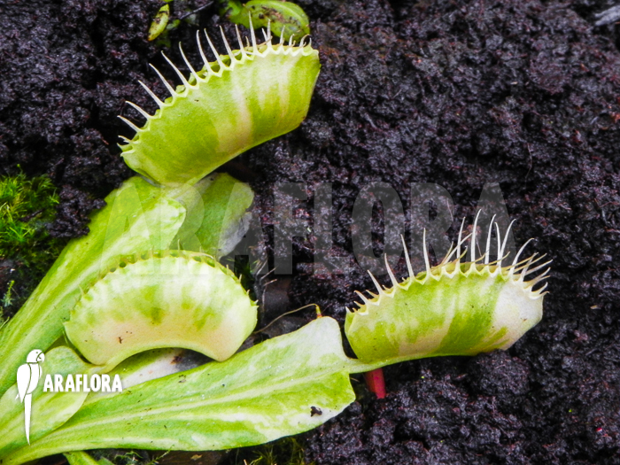 Dionaea muscipula &lsquo;Green snow&rsquo;