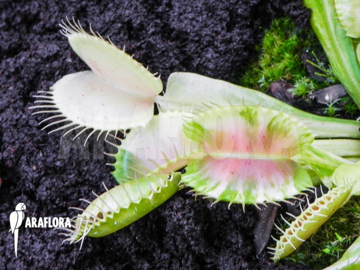 Dionaea muscipula &lsquo;Green snow&rsquo;