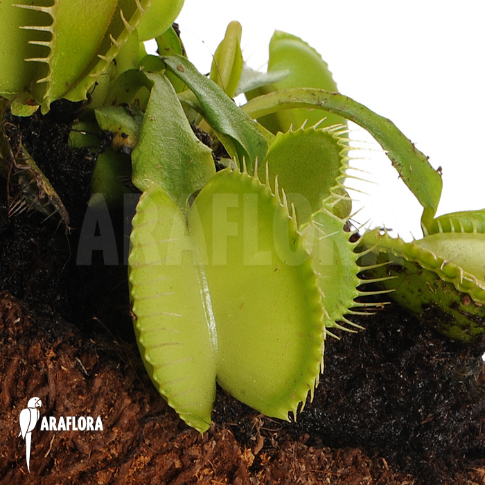 Dionaea muscipula &lsquo;Green voodoo&rsquo;
