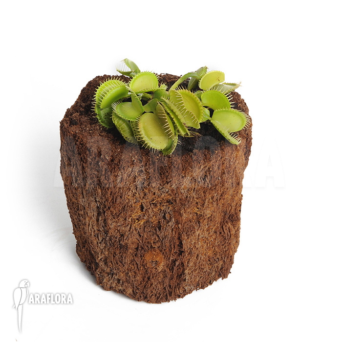 Dionaea muscipula &lsquo;Green voodoo&rsquo;