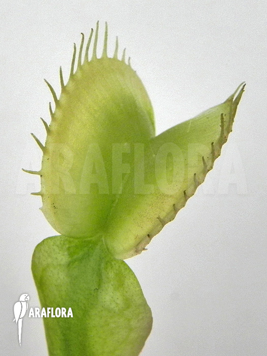 Dionaea muscipula &lsquo;Green white&rsquo;