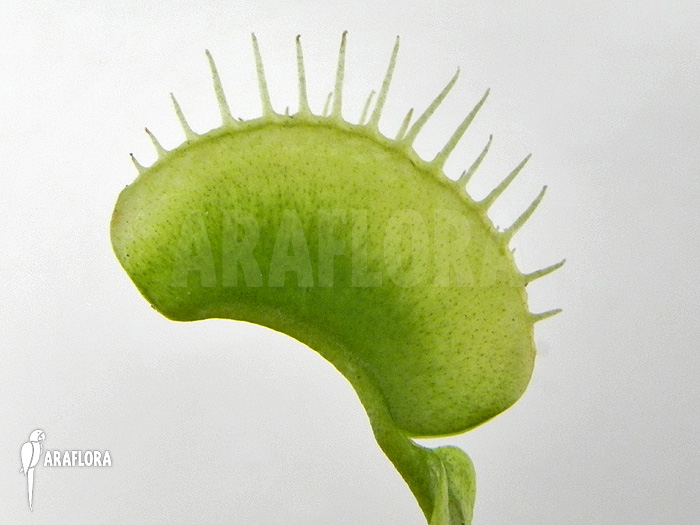 Dionaea muscipula &lsquo;Green white&rsquo;