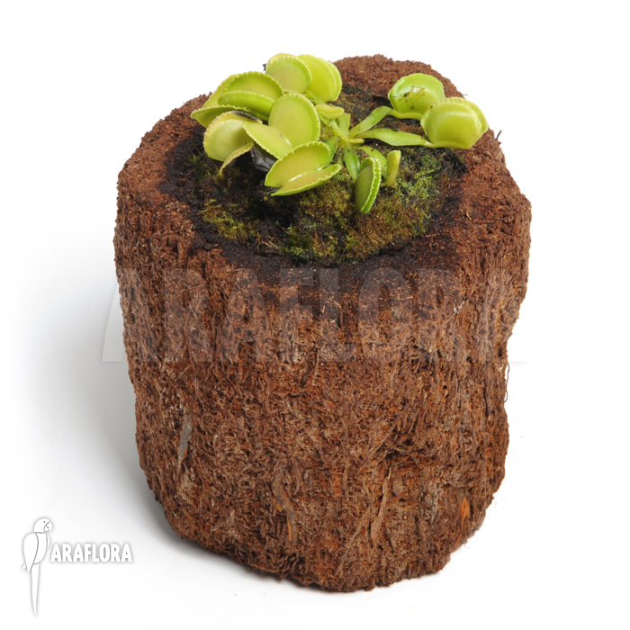 Dionaea muscipula &lsquo;Green wizard&rsquo;