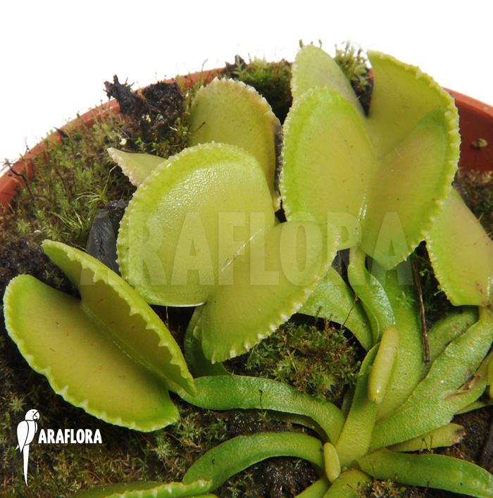 Dionaea muscipula &lsquo;Green wizard&rsquo;