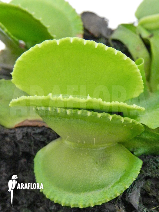 Dionaea muscipula &lsquo;Green wizard&rsquo;