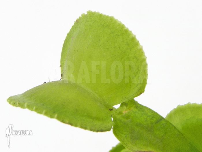 Dionaea muscipula &lsquo;Green wizard&rsquo;