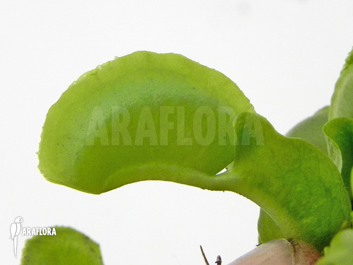 Dionaea muscipula &lsquo;Green wizard&rsquo;
