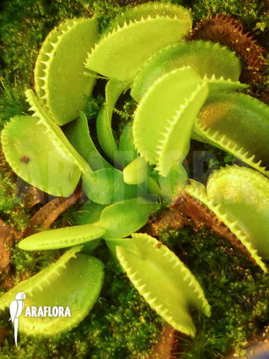 Dionaea muscipula &lsquo;Green wizard&rsquo; &lsquo;Starter&rsquo;