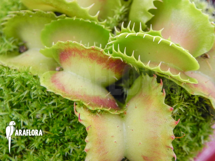 Dionaea muscipula &lsquo;Gwenny&rsquo;